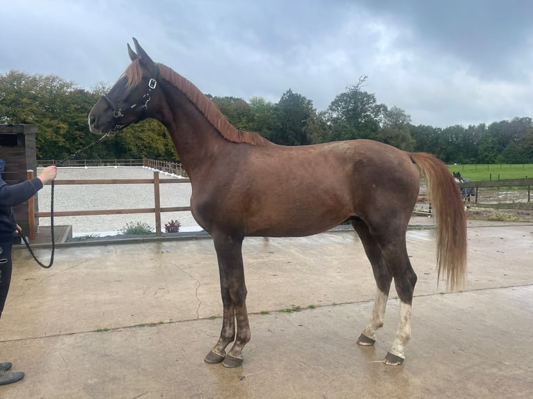 KWPN Hongre 3 Ans 168 cm Alezan in Oud Gastel