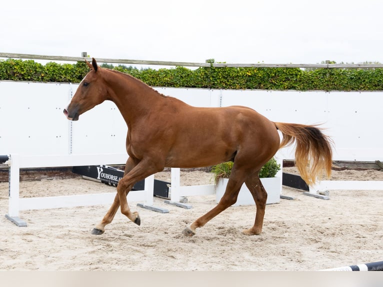 KWPN Hongre 3 Ans 168 cm Alezan in Waddinxveen
