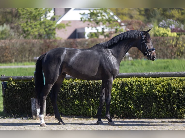 KWPN Hongre 3 Ans 168 cm Bai brun in Steensel