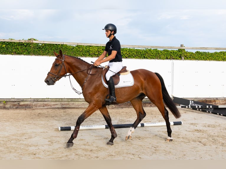 KWPN Hongre 3 Ans 168 cm Bai in Waddinxveen