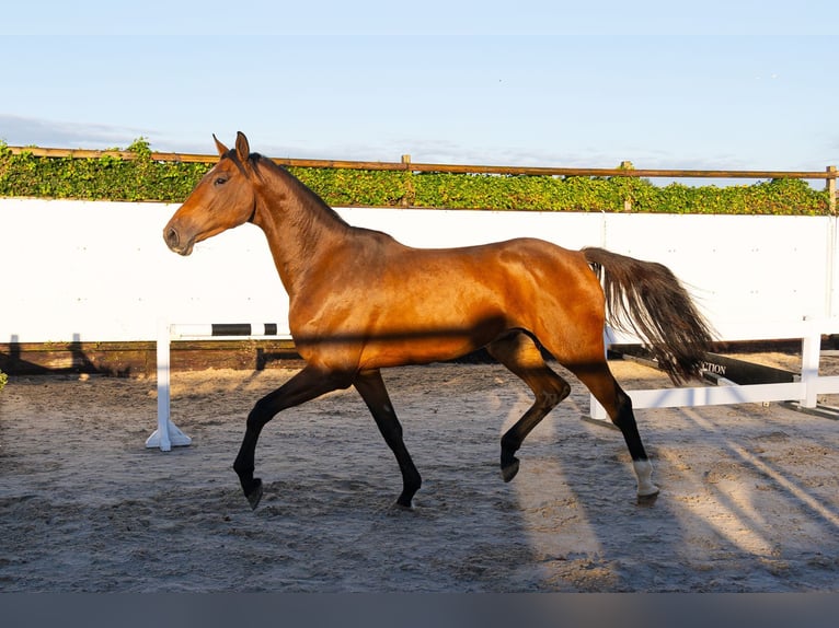 KWPN Hongre 3 Ans 168 cm Bai in Waddinxveen