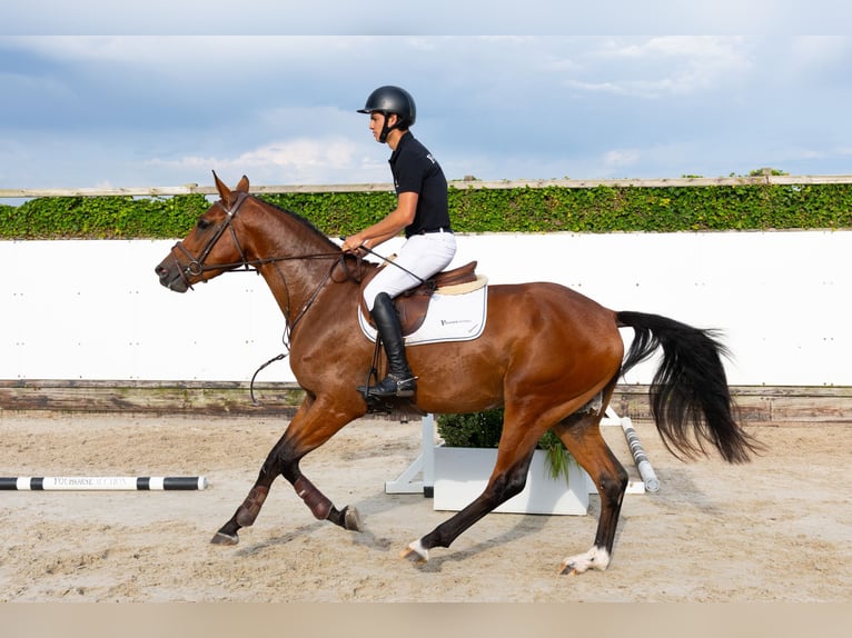 KWPN Hongre 3 Ans 168 cm Bai in Waddinxveen