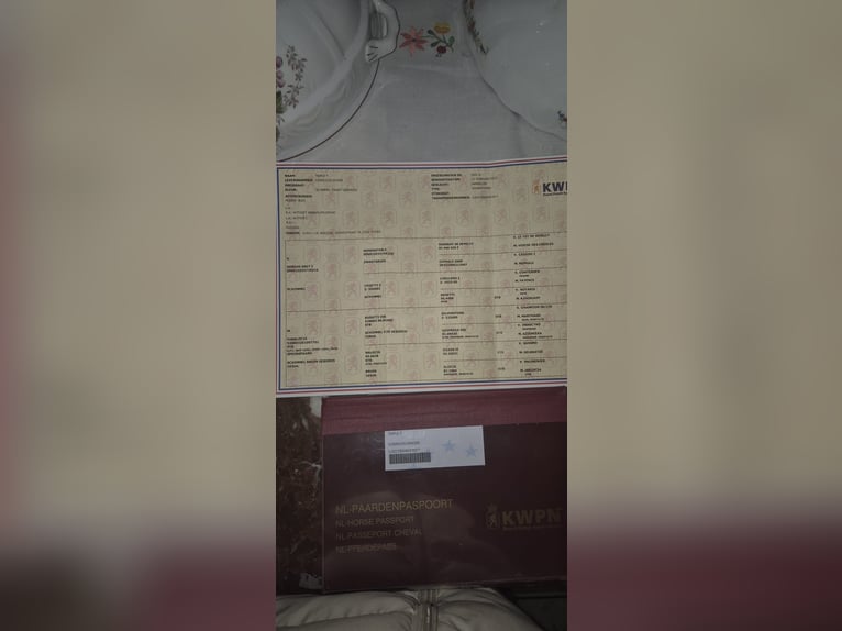 KWPN Hongre 3 Ans 168 cm Gris pommelé in Békéscsaba