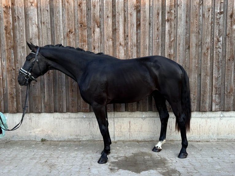 KWPN Hongre 3 Ans 168 cm Noir in Bruchsal