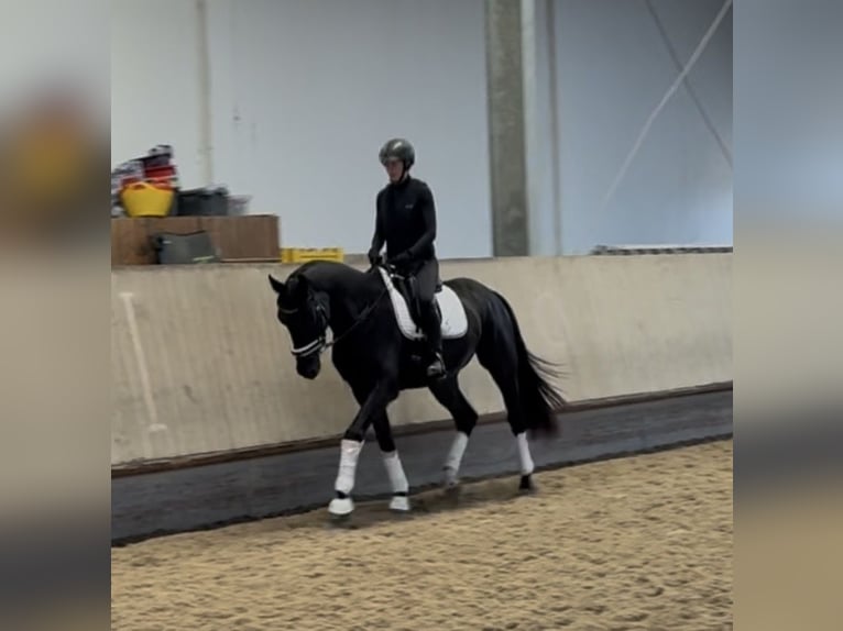 KWPN Hongre 3 Ans 168 cm Noir in Bruchsal