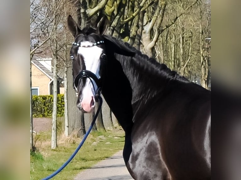 KWPN Hongre 3 Ans 168 cm Noir in Prinsenbeek