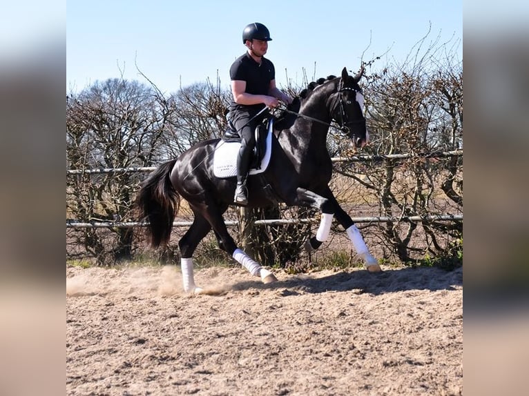 KWPN Hongre 3 Ans 168 cm Noir in Prinsenbeek