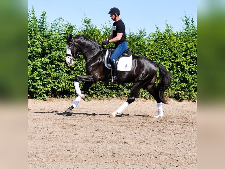 KWPN Hongre 3 Ans 168 cm Noir in Prinsenbeek
