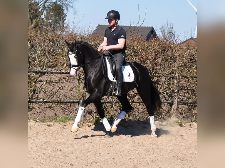KWPN Hongre 3 Ans 168 cm Noir in Prinsenbeek