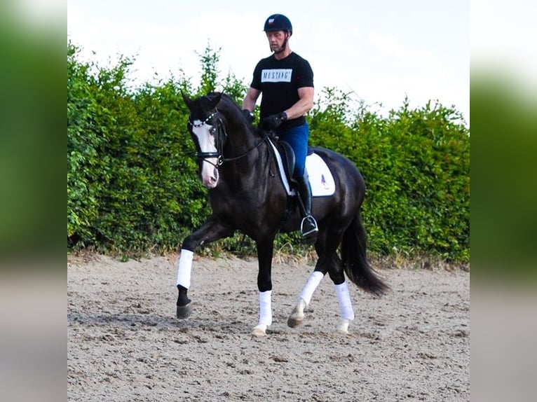 KWPN Hongre 3 Ans 168 cm Noir in Prinsenbeek