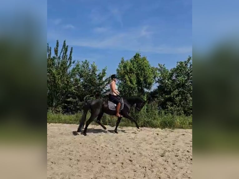 KWPN Hongre 3 Ans 168 cm Noir in Lelystad