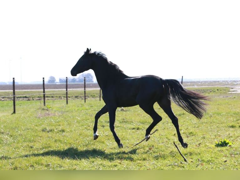 KWPN Hongre 3 Ans 168 cm Noir in Lelystad