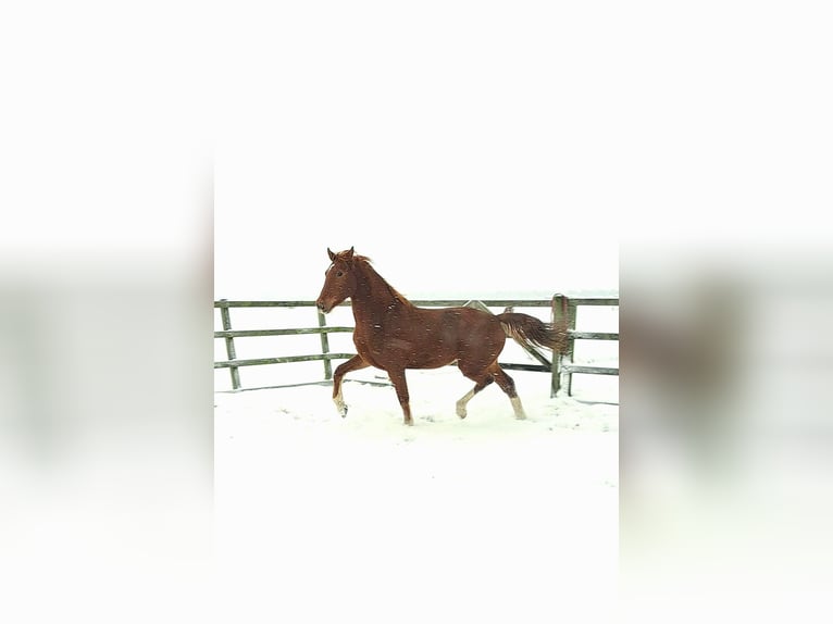 KWPN Hongre 3 Ans 169 cm Alezan in Weesp