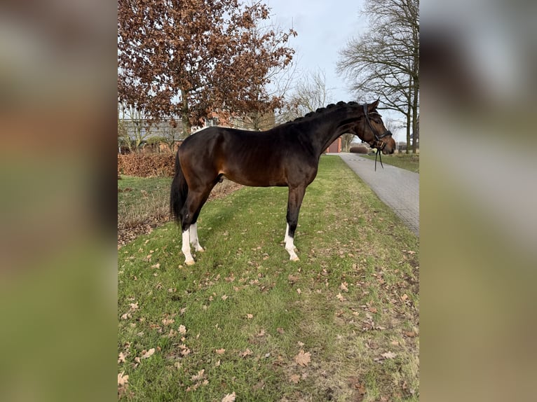 KWPN Hongre 3 Ans 169 cm Bai brun in Emlichheim