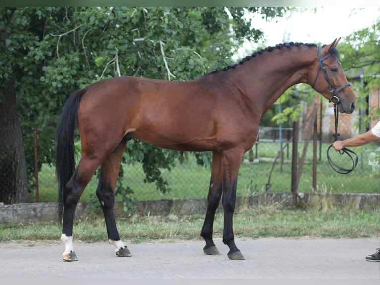 KWPN Hongre 3 Ans 169 cm Bai in Szarvas