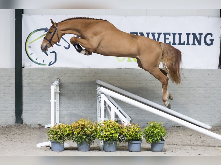 KWPN Hongre 3 Ans 169 cm  in Heerde