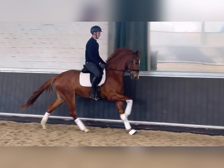 KWPN Hongre 3 Ans 170 cm Alezan in Willich