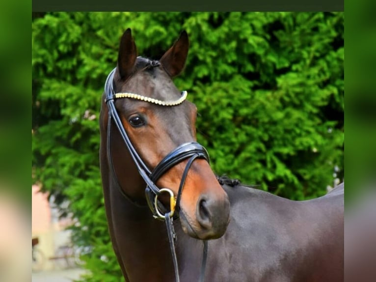KWPN Hongre 3 Ans 170 cm Bai in Neuss