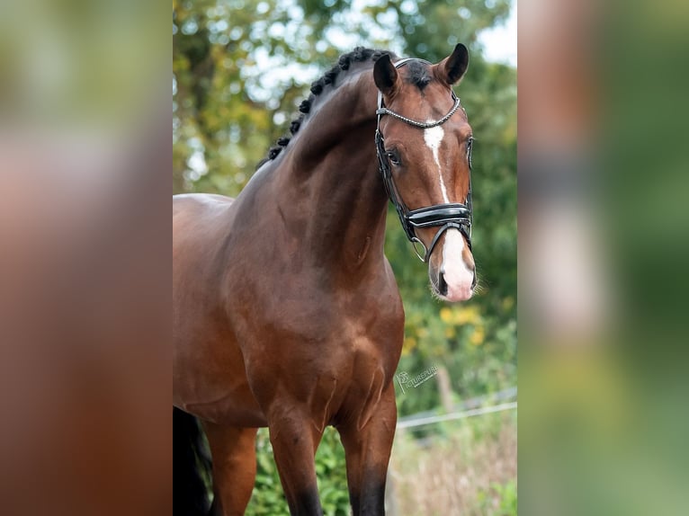 KWPN Hongre 3 Ans 170 cm Bai in Peer