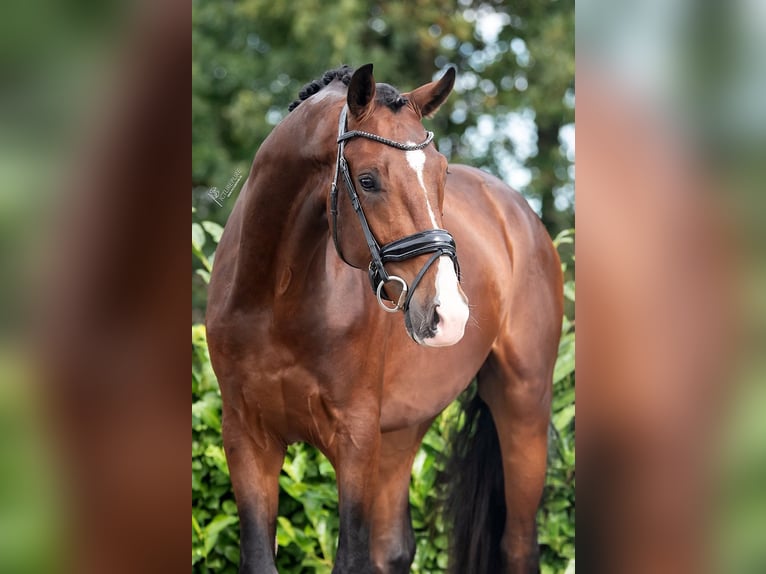 KWPN Hongre 3 Ans 170 cm Bai in Peer