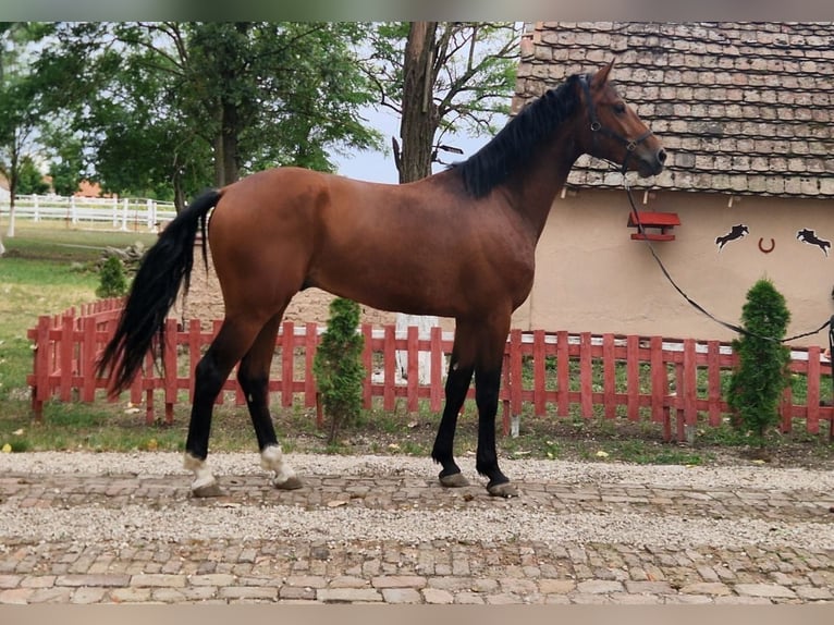 KWPN Hongre 3 Ans 170 cm Bai in Szarvas