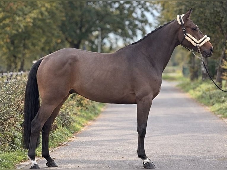 KWPN Hongre 3 Ans 170 cm Bai in Weert