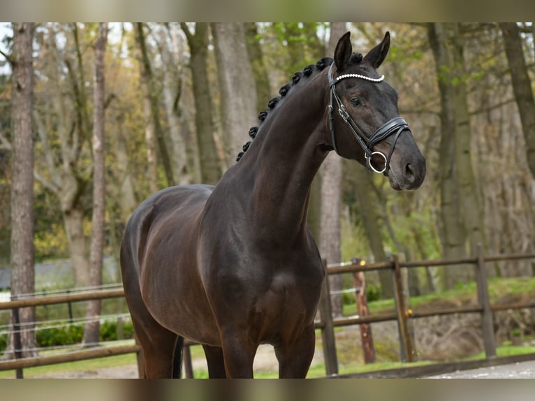 KWPN Hongre 3 Ans 170 cm Noir in Loon op Zand