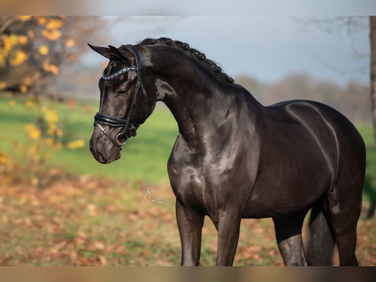 KWPN Hongre 3 Ans 170 cm Noir in Peer