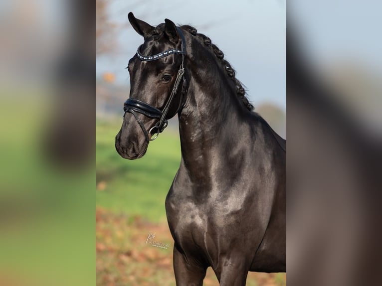 KWPN Hongre 3 Ans 170 cm Noir in Peer