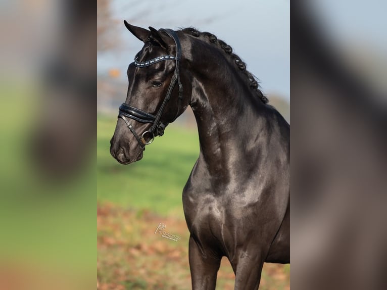 KWPN Hongre 3 Ans 170 cm Noir in Peer