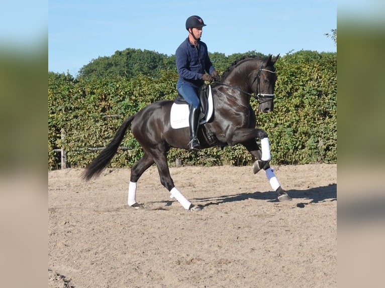 KWPN Hongre 3 Ans 170 cm Noir in Prinsenbeek