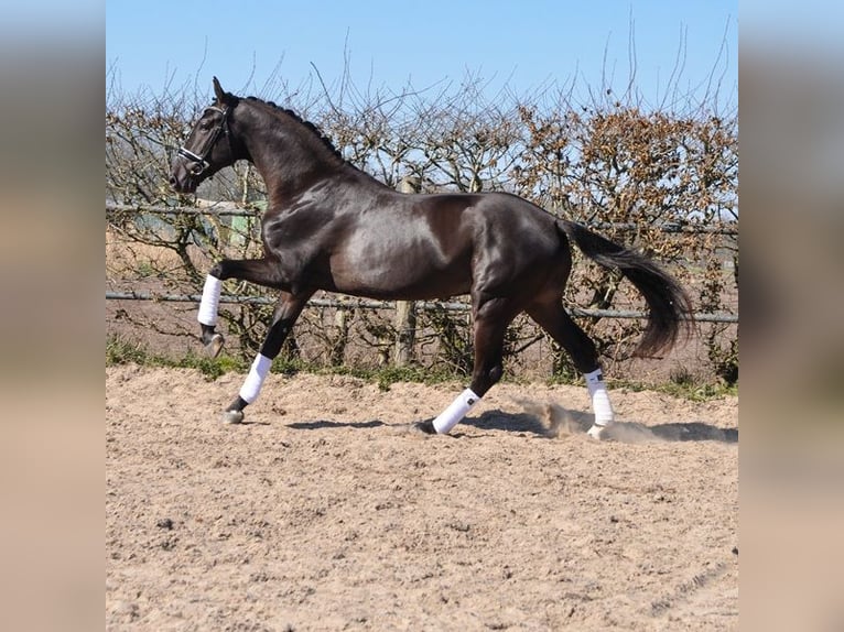KWPN Hongre 3 Ans 170 cm Noir in Prinsenbeek