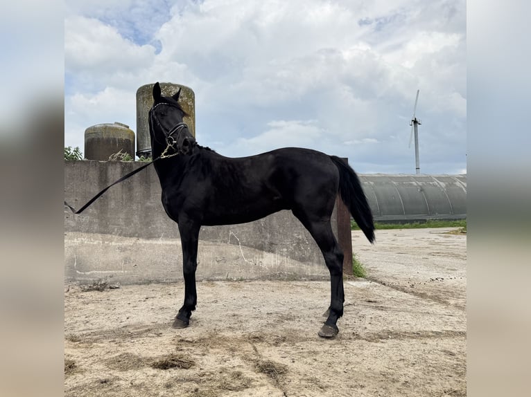 KWPN Hongre 3 Ans 170 cm Noir in Rinsumageast