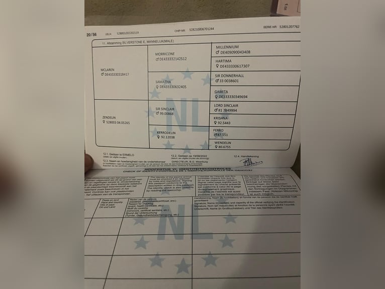 KWPN Hongre 3 Ans 171 cm in Csabacs&#x171;d