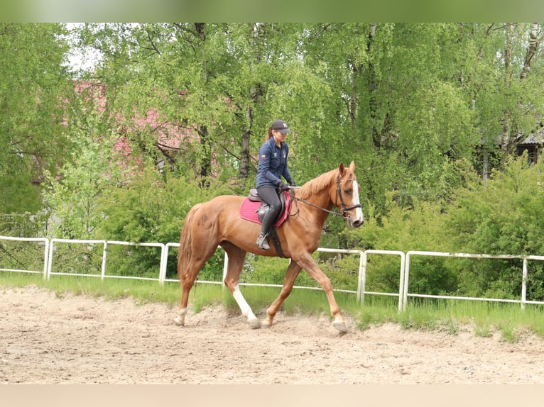 KWPN Hongre 3 Ans 172 cm Alezan in Dziemiany