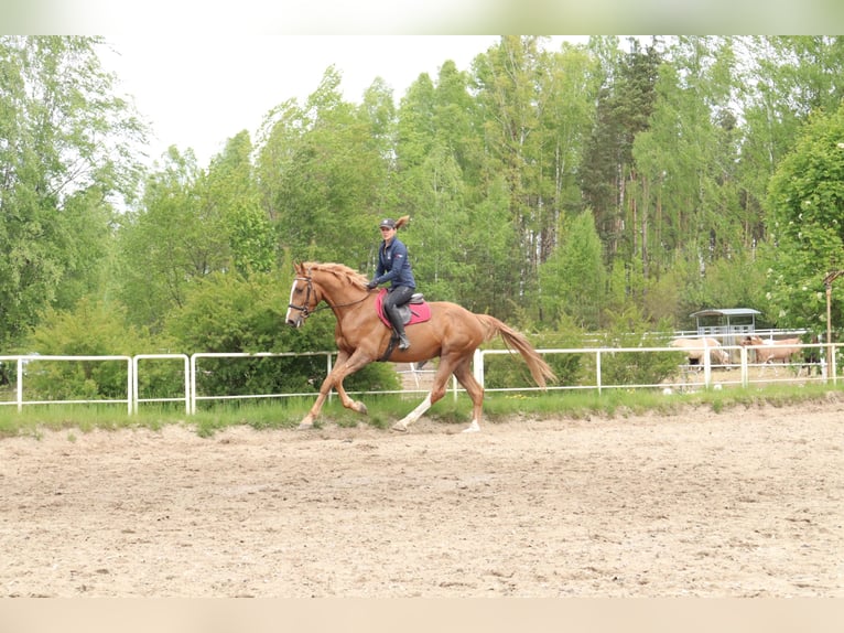 KWPN Hongre 3 Ans 172 cm Alezan in Dziemiany