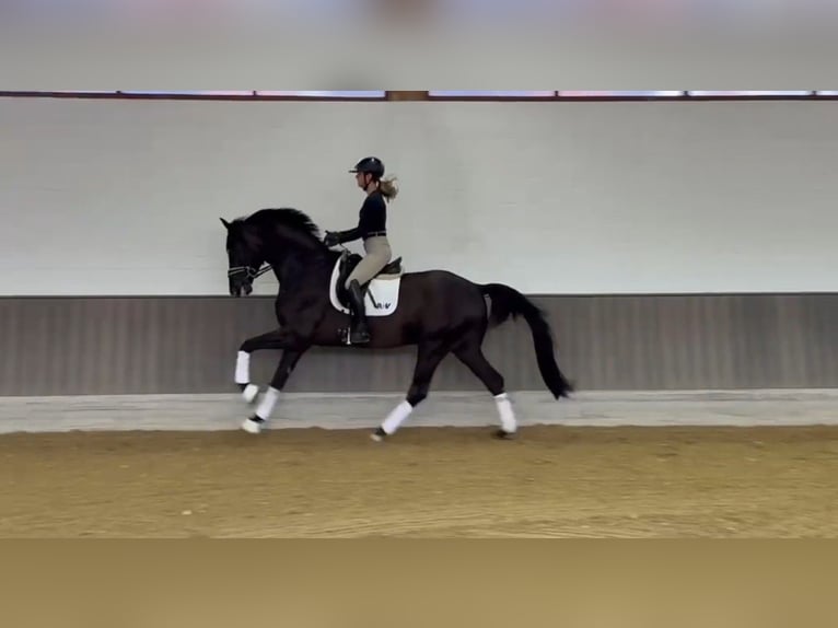 KWPN Hongre 3 Ans 173 cm Noir in Münster