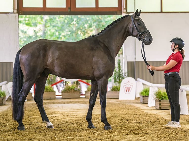 KWPN Hongre 3 Ans 175 cm Noir in Mnster-Handorf
