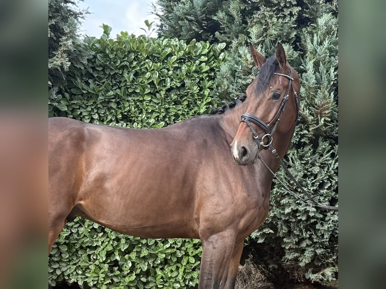 KWPN Hongre 3 Ans 177 cm Bai in Oud Gastel