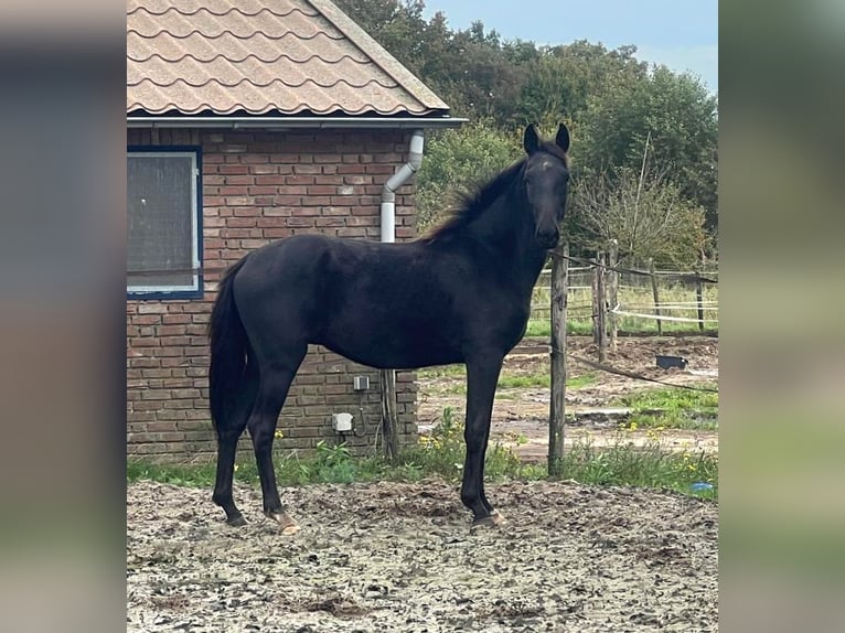 KWPN Hongre 4 Ans 155 cm Noir in Venray