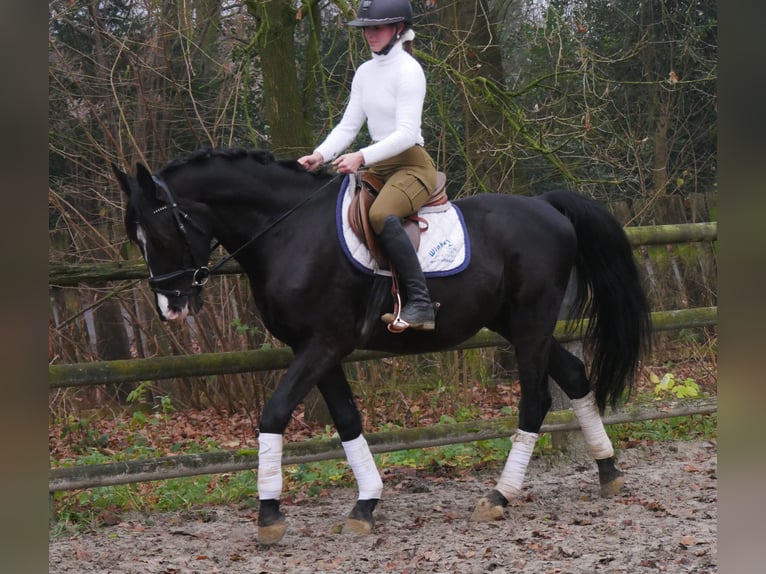 KWPN Croisé Hongre 4 Ans 155 cm Noir in Dorsten