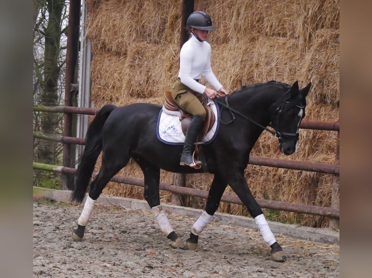 KWPN Croisé Hongre 4 Ans 155 cm Noir in Dorsten