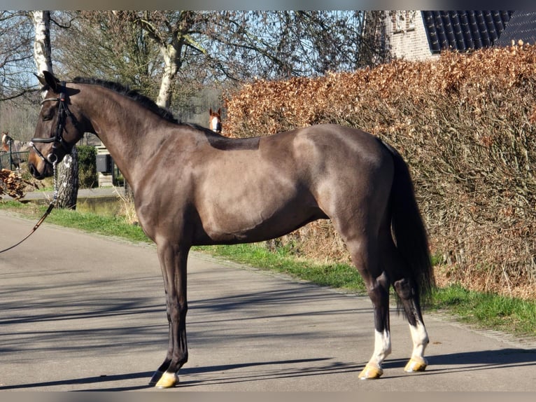 KWPN Hongre 4 Ans 160 cm Noir in Someren