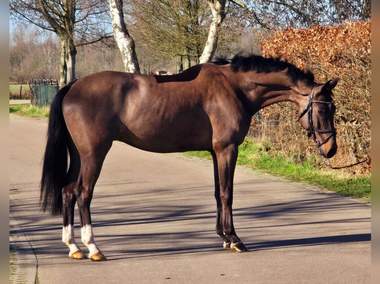 KWPN Hongre 4 Ans 160 cm Noir in Someren