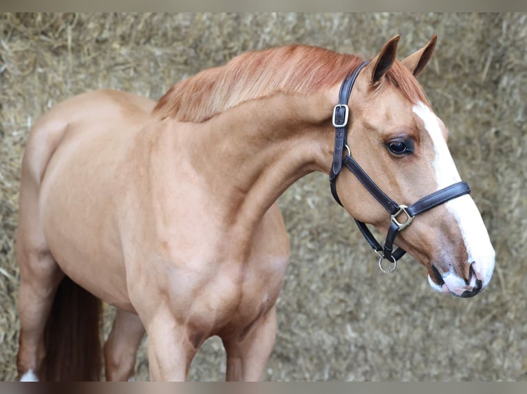 KWPN Hongre 4 Ans 161 cm Alezan in Moergestel