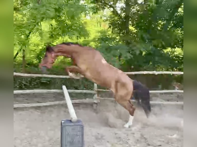 KWPN Hongre 4 Ans 162 cm Alezan brûlé in Nagyk&#xE1;ta