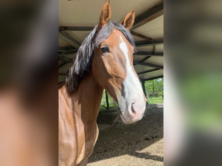 KWPN Hongre 4 Ans 162 cm Alezan brûlé in Nagyk&#xE1;ta