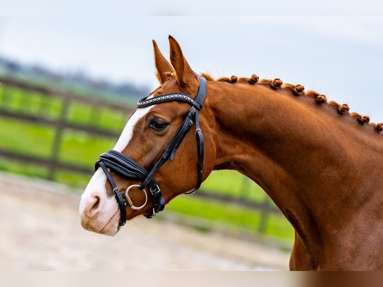 KWPN Hongre 4 Ans 162 cm Bai cerise in Nieuwegein