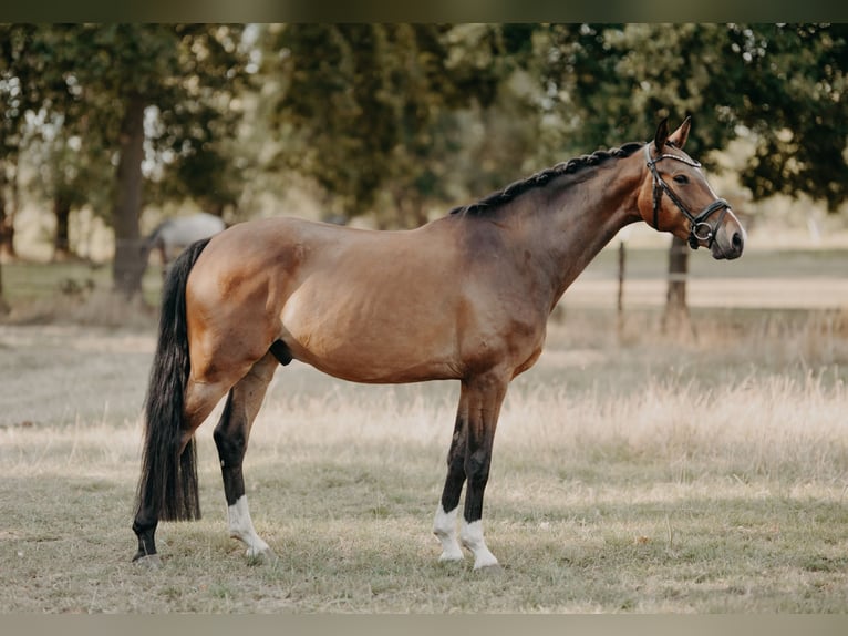 KWPN Hongre 4 Ans 162 cm Bai in Ranst