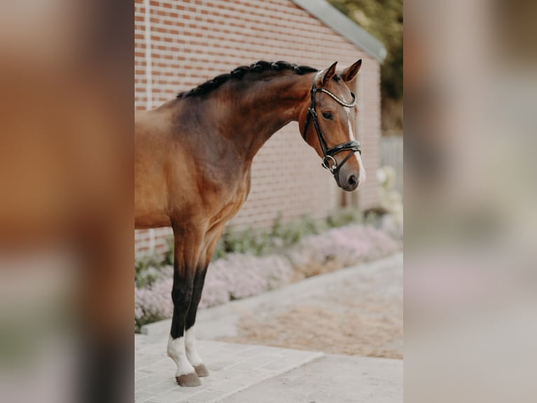 KWPN Hongre 4 Ans 162 cm Bai in Ranst